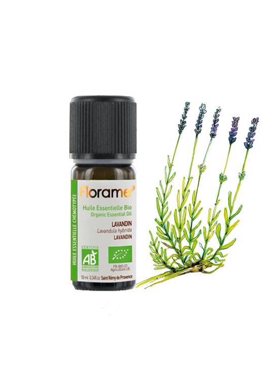 Erkek genel Lavandin (Melez lavanta) (Lavandula hybrida)-10 ml