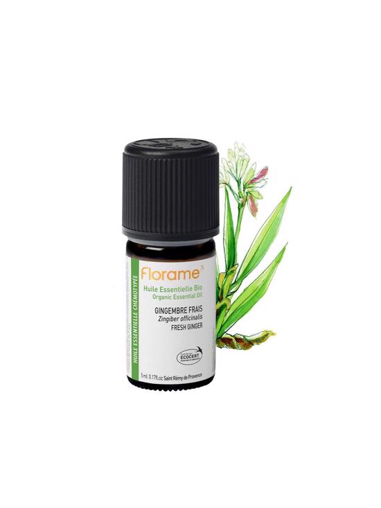 Men genel Zencefil (Zingiber officinalis) -5 ml