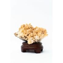 Men genel Arogonit Taş Standlı Büyük