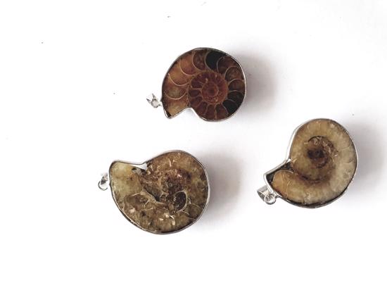 Men genel Kolye Ucu Ammonite