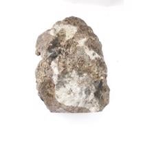 Erkek genel Fosil Ağaç Akik- 1865gr