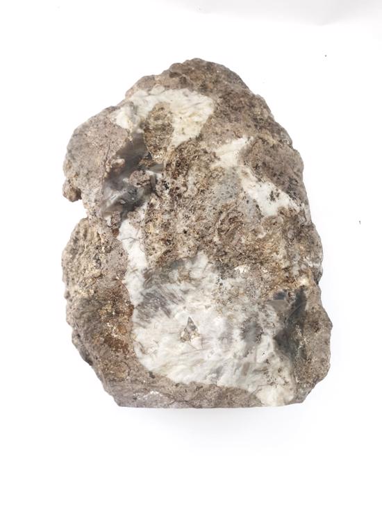 Men genel Fosil Ağaç Akik- 1865gr