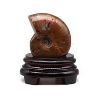  Ammonite Fosil Parça No1- Standlı 