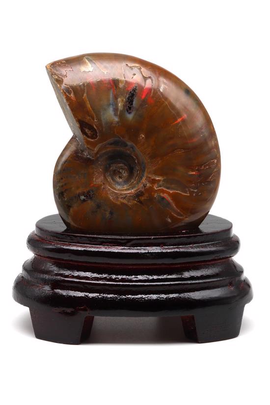 Erkek genel Ammonite Fosil Parça No1- Standlı