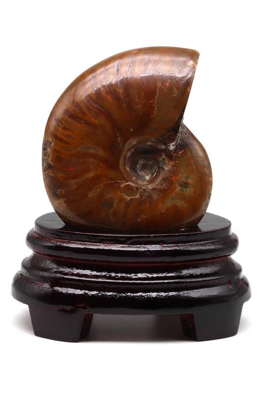 Erkek genel Ammonite Fosil Parça No1- Standlı