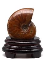 Erkek genel Ammonite Fosil Parça No1- Standlı