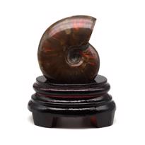 genel Ammonite Fosil Parça No2- Standlı 