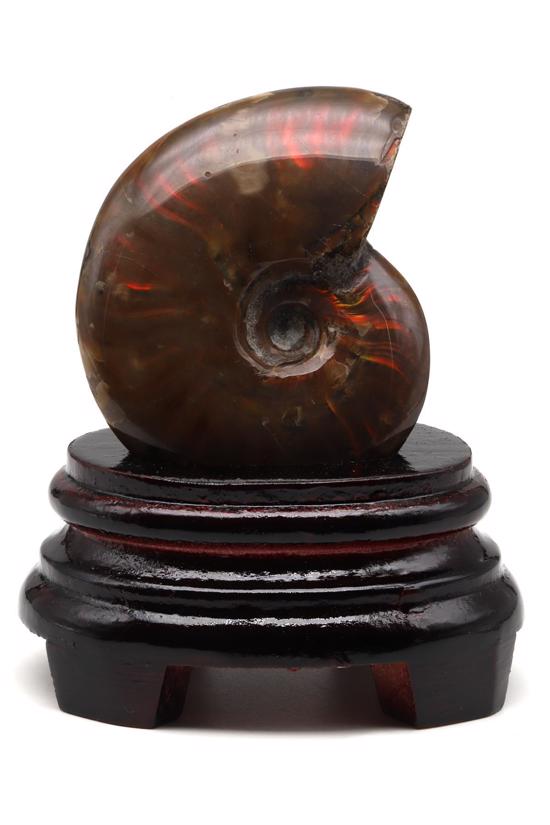 Men genel Ammonite Fosil Parça No2- Standlı