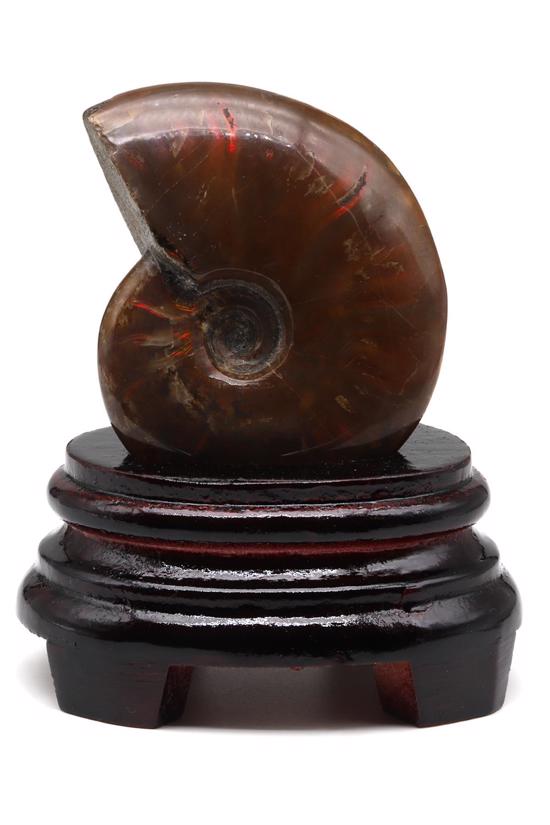 Men genel Ammonite Fosil Parça No2- Standlı