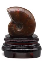 Men genel Ammonite Fosil Parça No2- Standlı