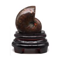 genel Ammonite Fosil Parça No3- Standlı 