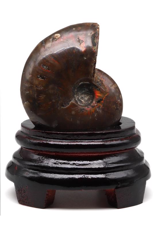 Men genel Ammonite Fosil Parça No3- Standlı