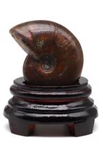 Men genel Ammonite Fosil Parça No3- Standlı