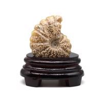 Erkek genel Ammonite Fosil Parça No4- Standlı