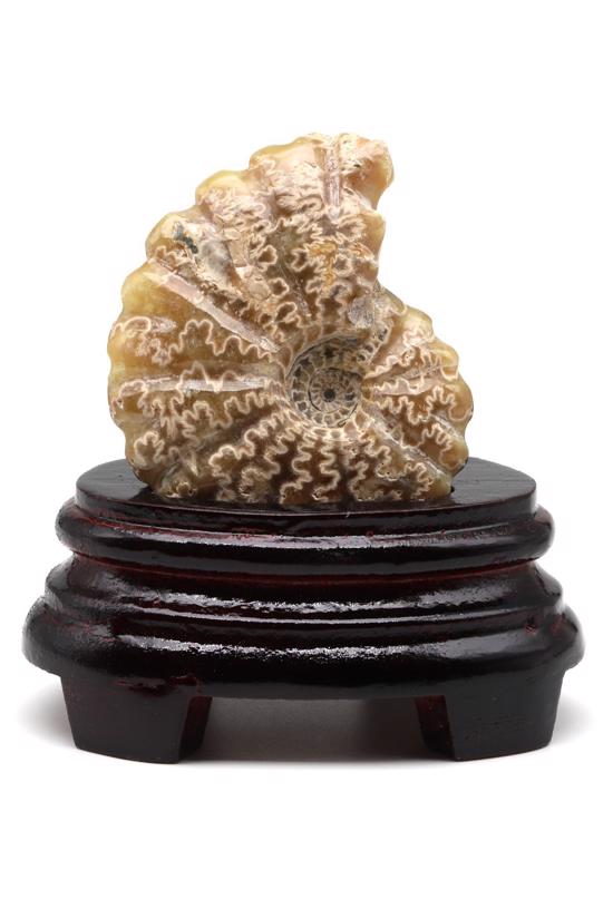 Erkek genel Ammonite Fosil Parça No4- Standlı