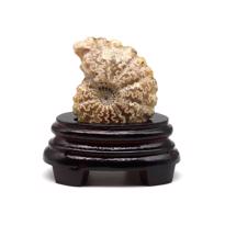 Erkek genel Ammonite Fosil Parça No4- Standlı