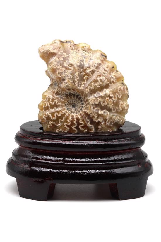 Erkek genel Ammonite Fosil Parça No4- Standlı