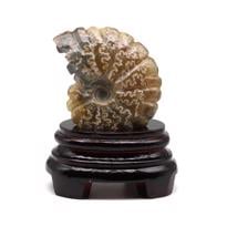  Ammonite Fosil Parça No5- Standlı 