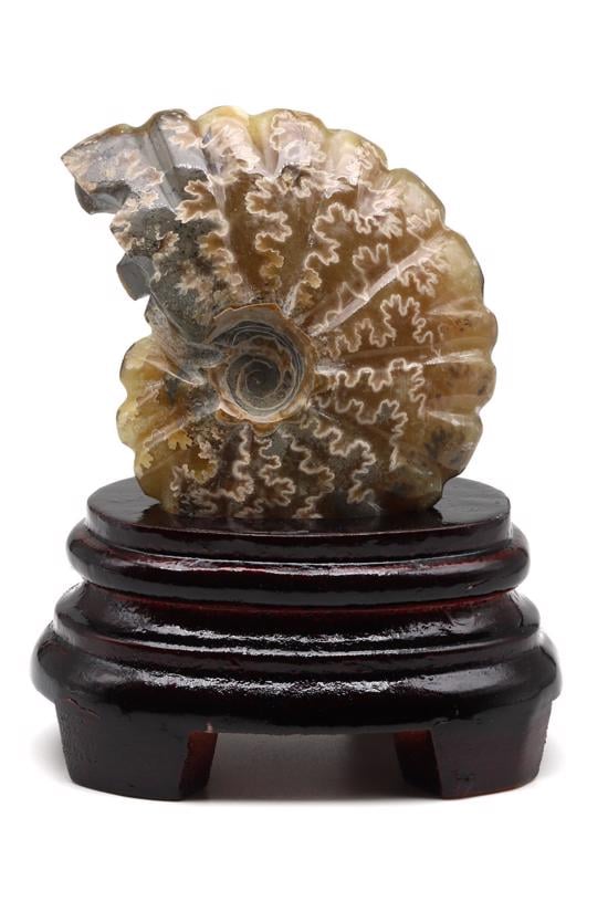 Erkek genel Ammonite Fosil Parça No5- Standlı