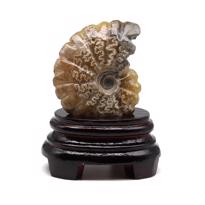 Erkek genel Ammonite Fosil Parça No5- Standlı