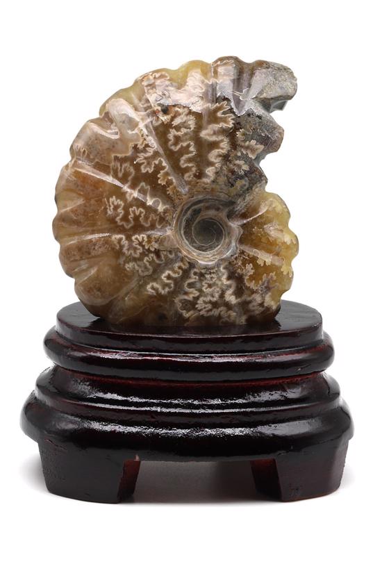Erkek genel Ammonite Fosil Parça No5- Standlı