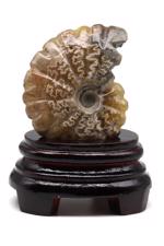 Erkek genel Ammonite Fosil Parça No5- Standlı