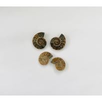 genel Ammonite Fosil Parça No7