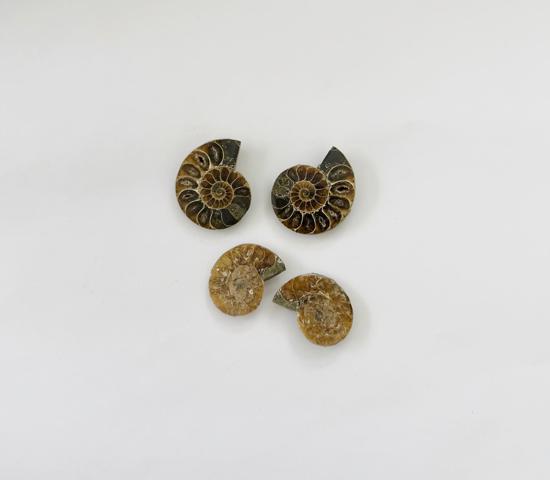 Erkek genel Ammonite Fosil Parça No7