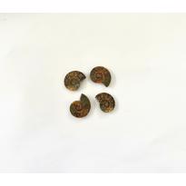 Erkek genel Ammonite Fosil Parça No9