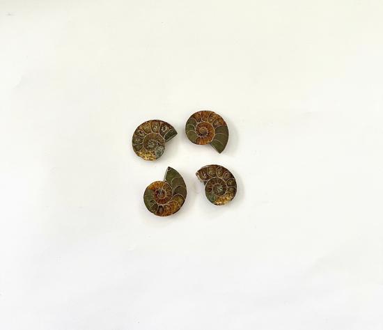 Erkek genel Ammonite Fosil Parça No9