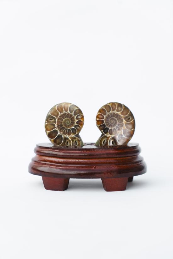 Erkek genel Ammonite Fosil Parça İkili Standlı