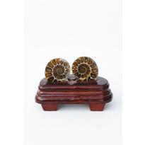 Erkek genel Ammonite Fosil Parça İkili Standlı