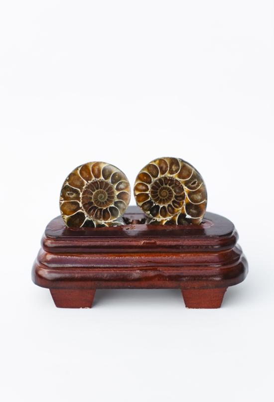 Erkek genel Ammonite Fosil Parça İkili Standlı