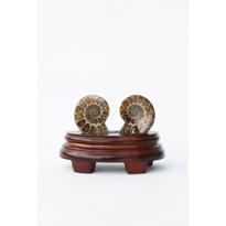 Erkek genel Ammonite Fosil Parça İkili Standlı