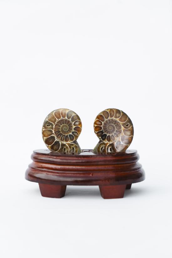 Erkek genel Ammonite Fosil Parça İkili Standlı