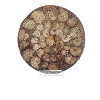 genel Ammonite Disk Plaka 