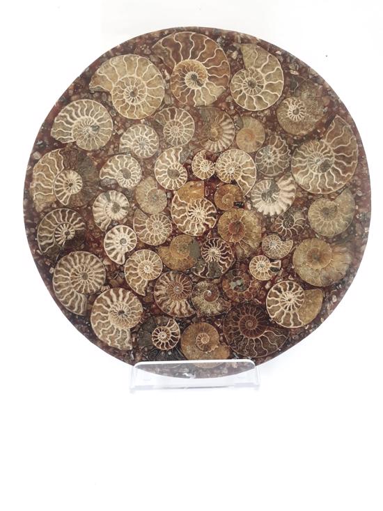Men genel Ammonite Disk Plaka