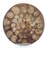 Men genel Ammonite Disk Plaka