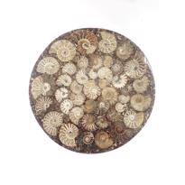 Erkek genel Ammonite Disk Plaka