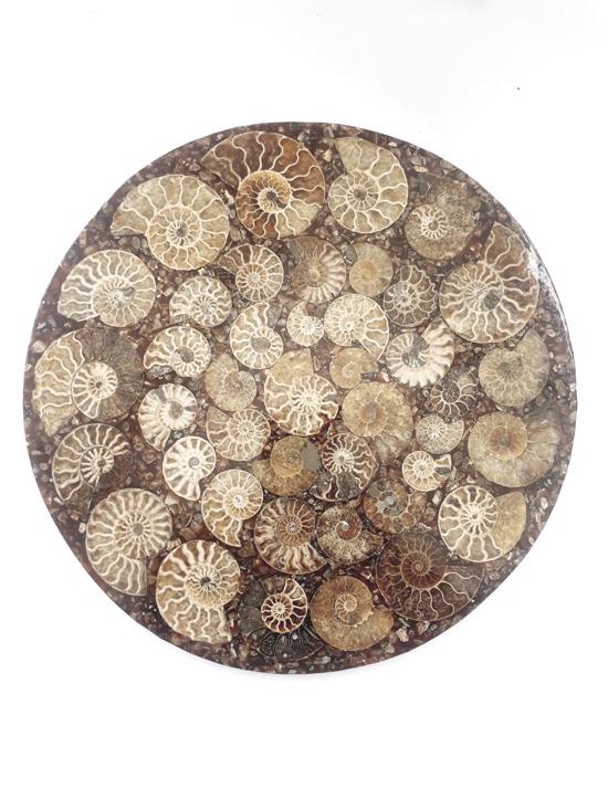 Men genel Ammonite Disk Plaka