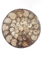 Men genel Ammonite Disk Plaka