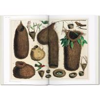 Erkek genel Seba. Cabinet of Natural Curiosities