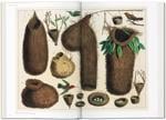 Erkek genel Seba. Cabinet of Natural Curiosities