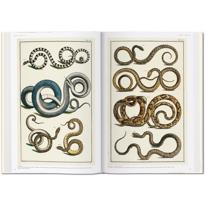 Erkek genel Seba. Cabinet of Natural Curiosities