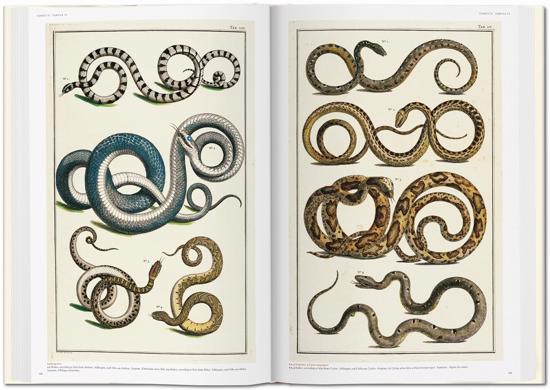 Erkek genel Seba. Cabinet of Natural Curiosities
