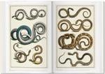 Erkek genel Seba. Cabinet of Natural Curiosities