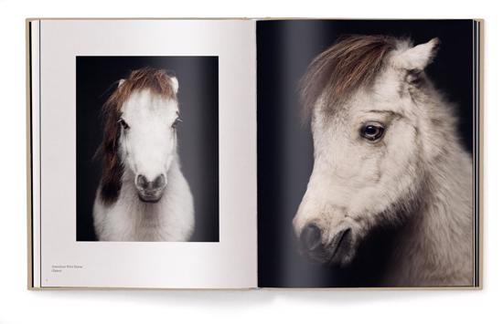 Men genel Between Us: Animal Portraits