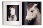 Men genel Between Us: Animal Portraits