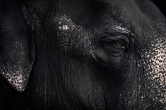 Men genel Between Us: Animal Portraits