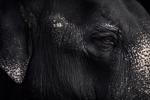 Men genel Between Us: Animal Portraits